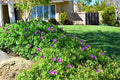 Integrated Pest Management