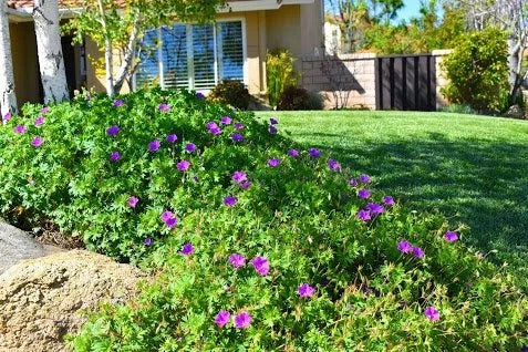 Integrated Pest Management